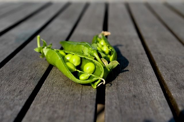 Comment Semer Des Petits Pois Dans Son Jardin Potager