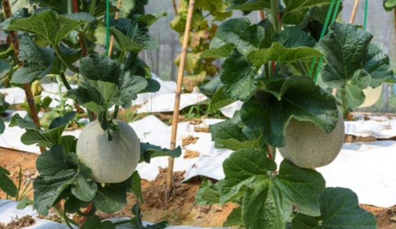 Melon Vert Espagnol Bio - Le pot compostable de 10,5 cm : Plants